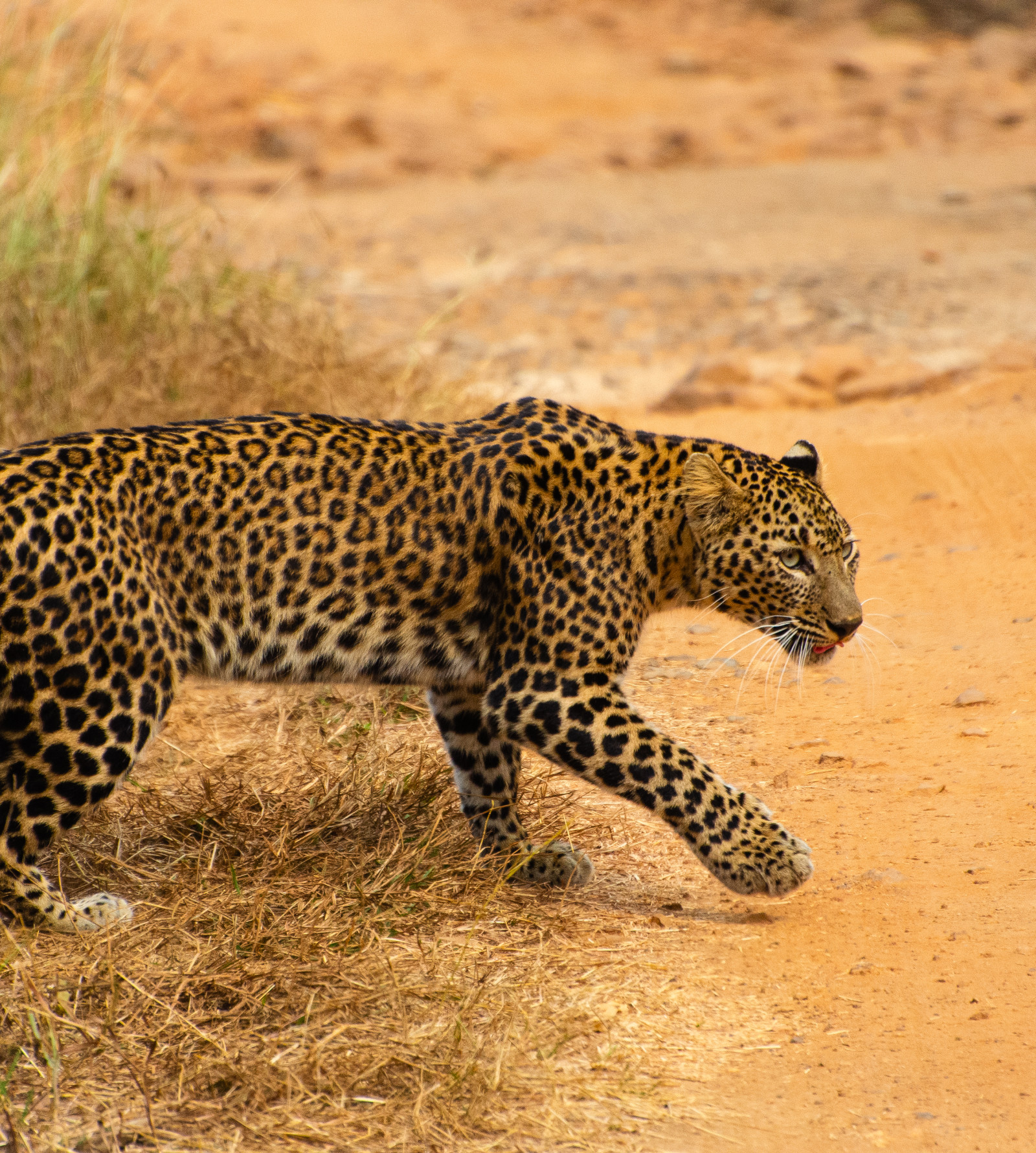 A Indian leopard walking to a pathway with green grass in the background - Trees N Tigers, Tadoba
